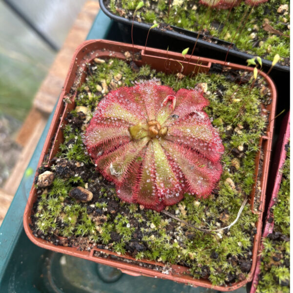 Drosera Admirabilis