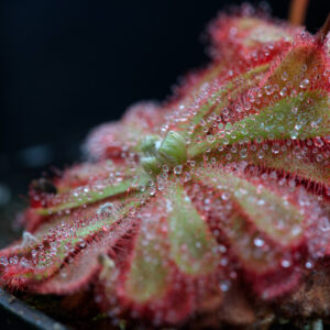 Drosera Aliciae