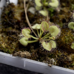 Drosera Prolifera