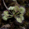 Drosera Prolifera