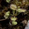 Drosera Prolifera – Image 3