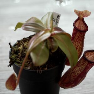 Nepenthes Gaya