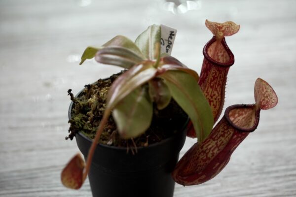 Nepenthes Gaya