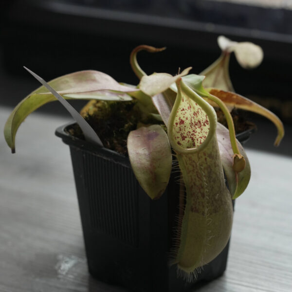 Nepenthes Louisa