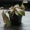 Nepenthes Louisa – Image 2