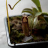 Nepenthes Robcantleyi x Veitchii – Image 2