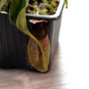 Nepenthes Robcantleyi x Veitchii – Image 3