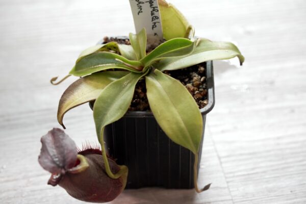 Nepenthes Spathulata x Gymnamphora