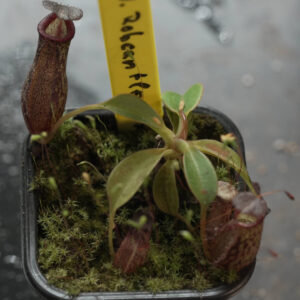 Nepenthes Robcantleyi x Veitchii 'S'