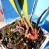 sarracenia flava var. rugelii – Image 2