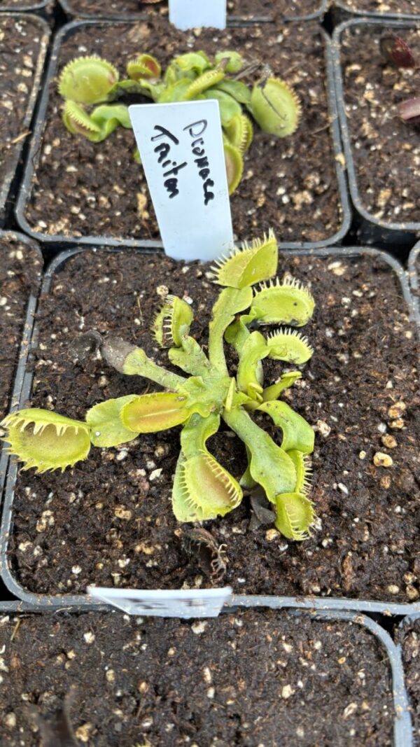 Dionaea "Triton