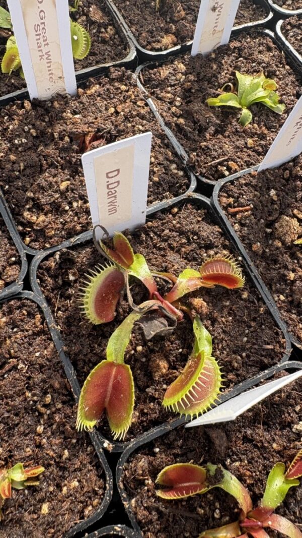 Dionaea "Darwin