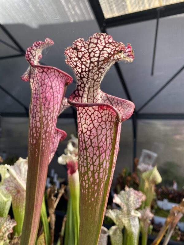 Sarracenia leucophylla 'Dionne' - size XL - 2 sprouts