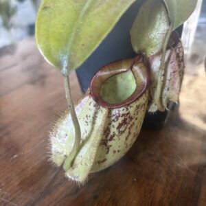 Nepenthes Hookeriana