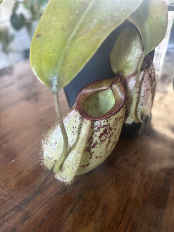 Nepenthes Hookeriana