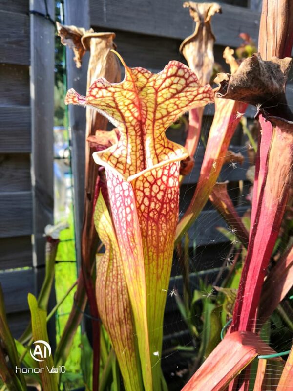 Sarracenia x moorei - (Wilkerson's White Knight x Wilkerson's Red) clone b