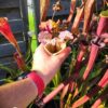 Sarracenia x moorei - (Wilkerson's White Knight x Wilkerson's Red) clone b - Image 3