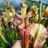 Sarracenia x moorei - (Wilkerson's White Knight x Wilkerson's Red) clone b - Image 4