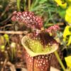 Sarracenia x moorei -- "Granát" (GB) - Image 8