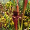 Sarracenia x moorei -- "Granát" (GB) - Image 9