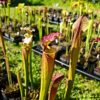 Sarracenia x moorei -- "Granát" (GB) - Image 6