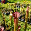 Sarracenia x moorei -- "Granát" (GB) - Image 7