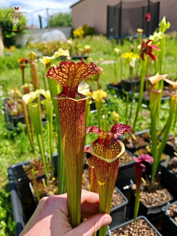 Sarracenia x moorei -- "Granát" (GB)