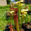 Sarracenia x moorei -- "Granát" (GB) - Image 2