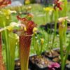 Sarracenia x moorei -- "Granát" (GB) - Image 3