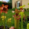 Sarracenia x moorei -- "Helen Mary" (H182, MK) - Image 2