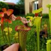 Sarracenia x moorei -- "Helen Mary" (H182, MK) - Image 3