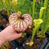 Sarracenia x moorei -- "Helen Mary" (H182, MK) - Image 4