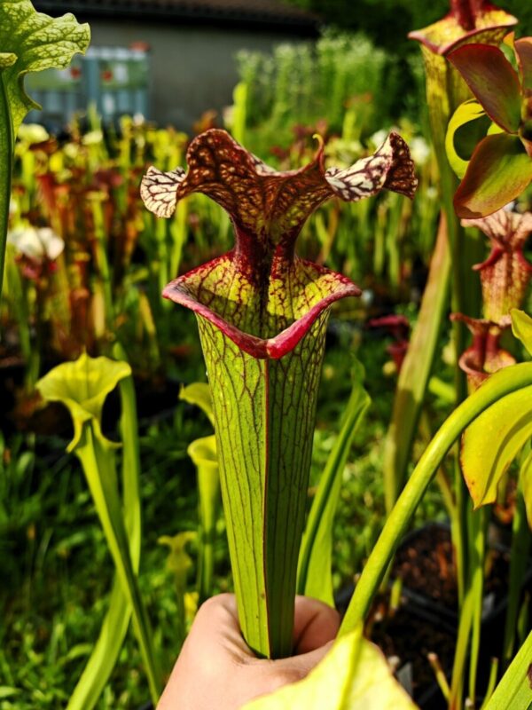 Sarracenia x moorei -- "Helen Mary" (H182, MK)