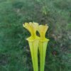 Sarracenia x moorei -- -- (flava f. viridescens x leucophylla f. viridescens) - Image 8