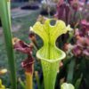 Sarracenia x moorei -- -- (flava f. viridescens x leucophylla f. viridescens) - Image 4