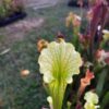 Sarracenia x moorei -- -- (flava f. viridescens x leucophylla f. viridescens) - Image 5