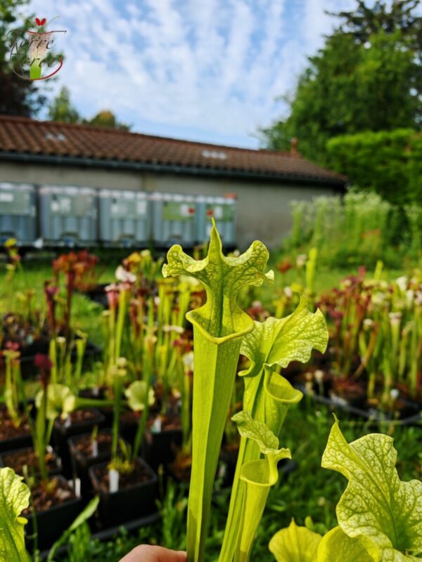 Sarracenia x moorei -- -- (flava f. viridescens x leucophylla f. viridescens)