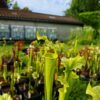 Sarracenia x moorei -- -- (flava f. viridescens x leucophylla f. viridescens) - Image 2