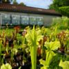 Sarracenia x moorei -- -- (flava f. viridescens x leucophylla f. viridescens) - Image 3