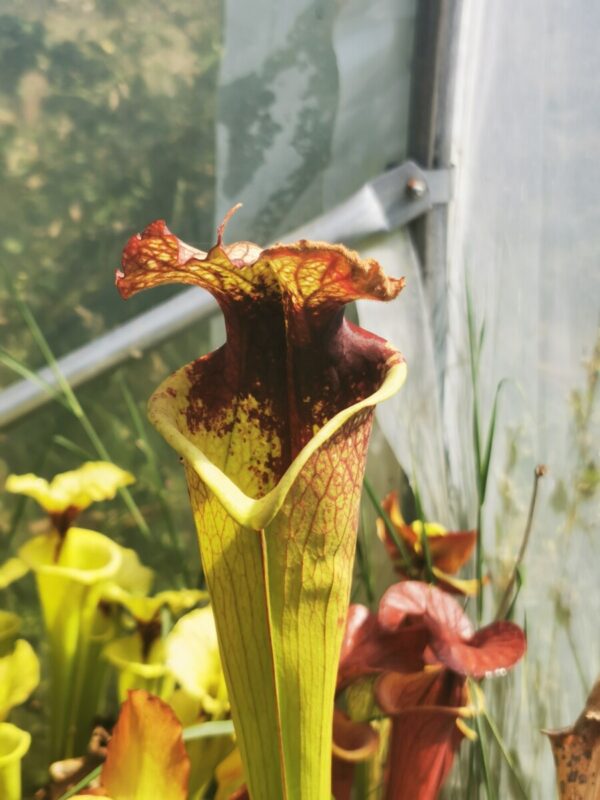 Sarracenia x moorei -- "Grosse Tâche" (Big Stain)