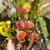 Sarracenia x moorei -- (S. leucophylla x S. flava var. cuprea -- copper top) - Image 6