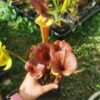 Sarracenia x moorei -- (S. leucophylla x S. flava var. cuprea -- copper top) - Image 7