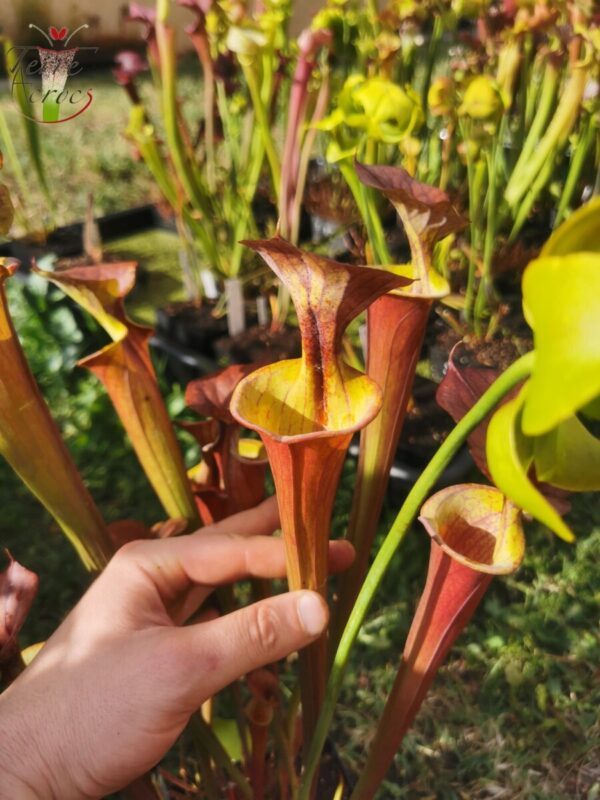 Sarracenia x moorei -- (S. leucophylla x S. flava var. cuprea -- copper top)