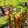 Sarracenia x moorei -- (S. leucophylla x S. flava var. cuprea -- copper top) - Image 5