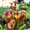 Sarracenia x moorei -- (S. leucophylla x S. flava var. cuprea -- copper top) - Image 2