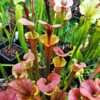 Sarracenia x moorei -- (S. leucophylla x S. flava var. cuprea -- copper top) - Image 3