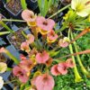 Sarracenia x moorei -- (S. leucophylla x S. flava var. cuprea -- copper top) - Image 4