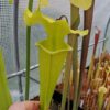 Sarracenia x moorei -- 'Dunes - Image 3