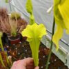 Sarracenia x moorei -- 'Dunes - Image 4