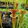 Sarracenia x moorei -- "Litchi - Image 2